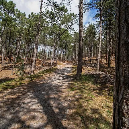 House In Near Dunes And Schoorl